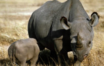 rhino_ngorongoro